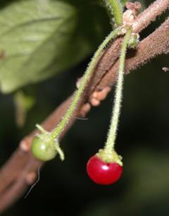 کاپسیکوم رومبودیوم